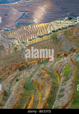 Autunno nella Valle del Douro Foto Stock