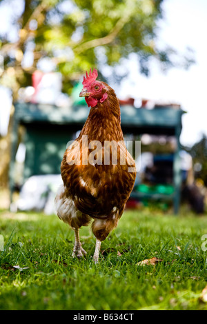 Hen Strutting intorno al suo campo Foto Stock