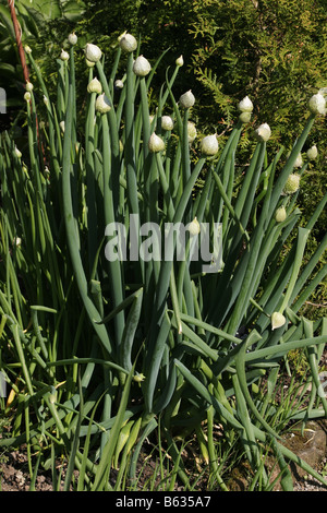 Allium fistulosum Welsh Onion Foto Stock