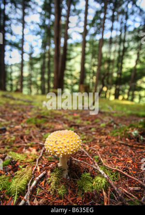 Funghi giganti a Kitsumkalum parco provinciale Foto Stock