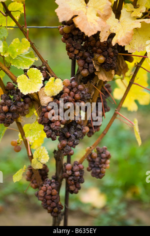 Vendemmia Tardiva le uve per il vino di ghiaccio Niagara Ontario Canada Foto Stock