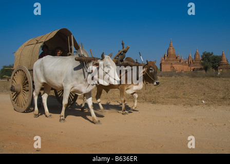 Ox carrello su una strada dustry Bagan Pagan MYANMAR Birmania Foto Stock