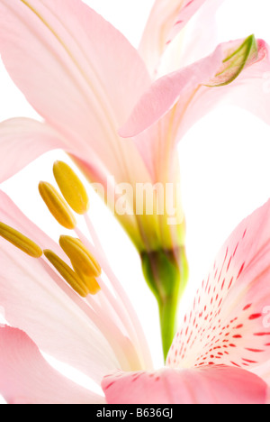 Close-up di fiori di colore rosa Foto Stock