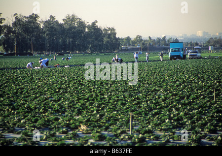 Lavoratori di fragole di prelevamento a Irvine, California Foto Stock