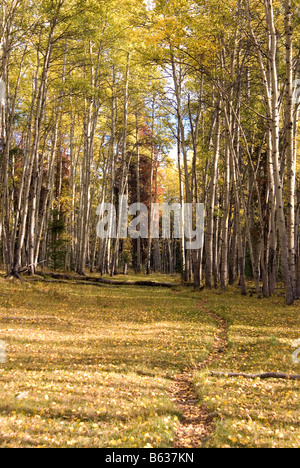 Un sentiero a piedi attraverso un boschetto di alberi di Aspen in autunno. Foto Stock