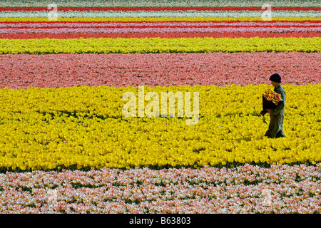 Paesi Bassi Zuid Holland Lisse lavoratore lavora nel campo di tulipani Foto Stock