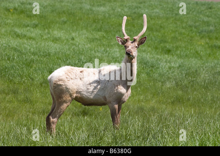 I giovani maschi bianco elk crescente nuovo rack di corna Foto Stock