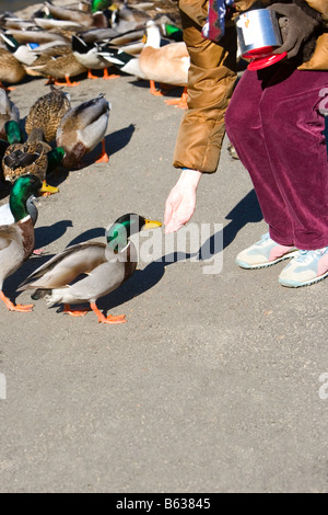 Bassa vista in sezione di una persona alimentare un Mallard duck, Central Park, Manhattan, New York City, nello Stato di New York, Stati Uniti d'America Foto Stock
