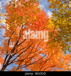 Drastica riduzione dei colori rosso arancione e giallo acero e Betulla foglie contro un cielo blu e drammatico rami scuro Foto Stock