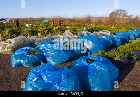 Commercio all'ingrosso annuale asta di taglio agrifoglio e vischio per le decorazioni di Natale a Little Hereford, Shropshire, Inghilterra, Regno Unito Foto Stock