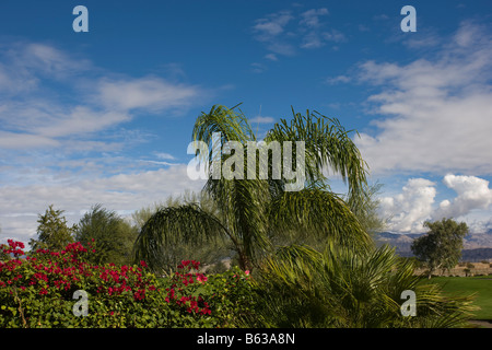 California Palm contro il cielo blu Foto Stock