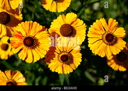 Helenium (Helenium autumnale), varietà: Baronin Linden, fiori Foto Stock