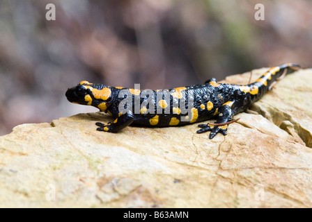 Unione salamandra pezzata (Salamandra salamandra) su roccia Foto Stock