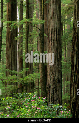 Alberi di sequoia e rododendri Jedediah Smith membro Park California Foto Stock