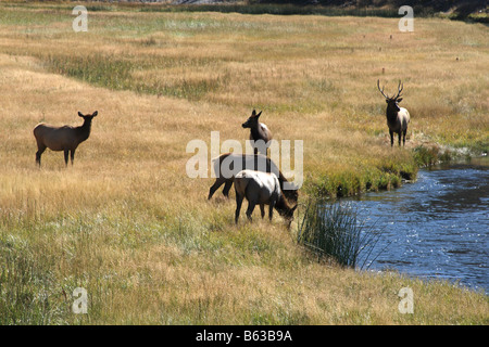 Cervi in montagne rocciose park Foto Stock