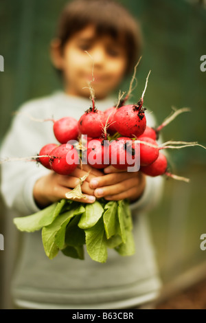 6 anno vecchio ragazzo raccoglie ravanelli cresciuti organicamente in un piede quadrato giardino Foto Stock