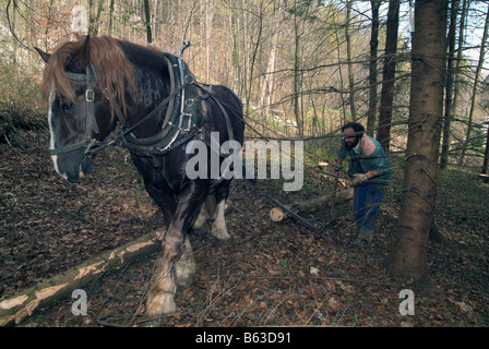L'agricoltore Hubert Kirchmair lavora con il suo sud Coldblood TEDESCO Horse (Equus caballus) in una foresta, Tirolo Foto Stock