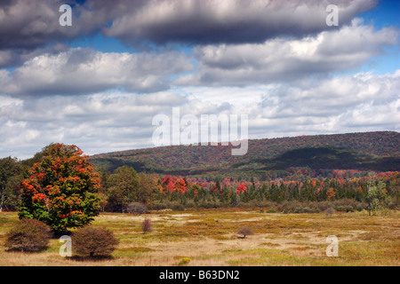 Il fogliame di autunno in Canaan Valley West Virginia Foto Stock