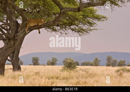 Una leonessa dormire fuori un pasto in una struttura ad albero Foto Stock