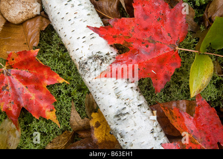 Cadono le foglie in White Mountain National Forest, New Hampshire, Stati Uniti d'America. Foto Stock