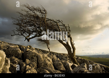 Ventoso alberi che crescono nella pavimentazione di pietra calcarea a Twistleton cicatrici, vicino Ingleton, North Yorkshire Foto Stock