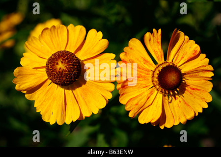 Helenium (Helenium autumnale), varietà: Baronin Linden, fiori Foto Stock