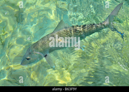 Un Caraibi bonefish che è 'tailing' è spesso su alimentazione e granchi e/o gamberetti Nello shallow saltwater flats in tutto i tropichi Foto Stock