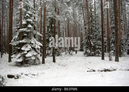 foresta di inverno Foto Stock