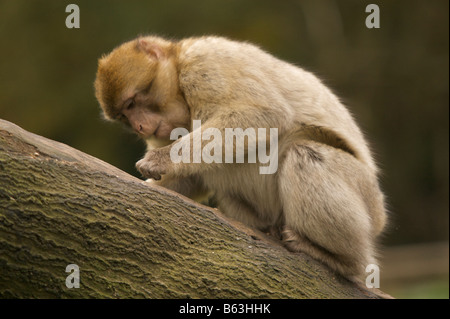 Barbary Macaque Macaca Sylvanus scimmia provenienti dal Marocco e Algeria Foto Stock