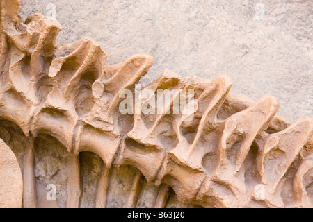 Close up modello di scheletro di un'antica specie di dinosauro come visualizzato in Utah Museo di Storia Naturale dell'Università o Foto Stock