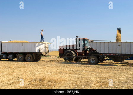 Un camionista supervisiona il caricamento del suo grano carrello da un carrello per granella nel Palouse regione orientale di Washington Foto Stock