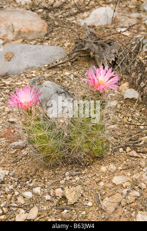 Fioritura di Big-ago Beehive Cactus macromeris Coryphantha macromeris var Foto Stock