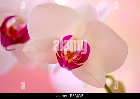 Bianco e rosa Orchid su uno sfondo rosa Foto Stock