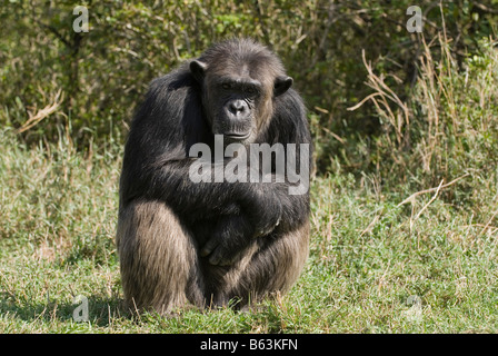 Scimpanzé comune, Pan troglodytes, Sweetwaters Laikipia Privat RESERVE KENYA Africa Foto Stock