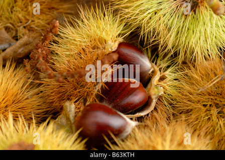 Raccolto di castagne autunno autunno. Lo spagnolo le castagne. I colori autunnali. colori marroni. Foto Stock