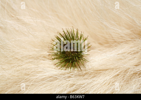 Bardana Arctium (sp). Seme in testa la pelliccia di un Golden Retriever Foto Stock