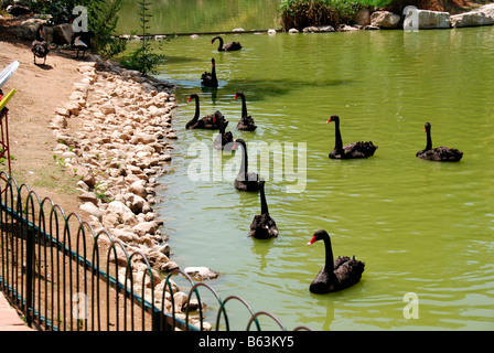 Cigni neri in un stagno Foto Stock