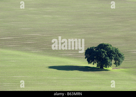 Albero solitario sul campo in Hereforshire, vista da Malvern Hills Foto Stock