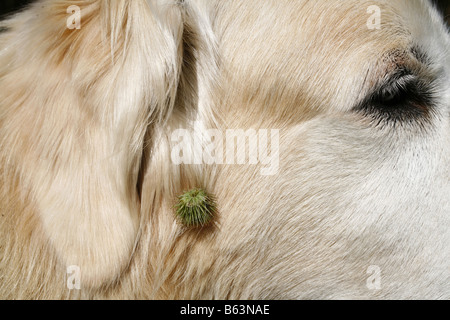 Bardana Arctium (sp). Testa di sementi sull'orecchio di un Golden Retriever Foto Stock