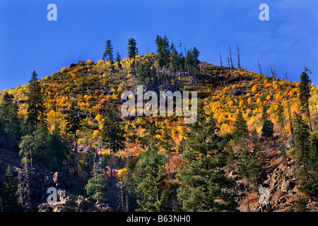 Gli alberi di giallo Mountain i colori dell'autunno Stevens Pass Leavenworth Washington 10 Ottobre 2008 Foto Stock