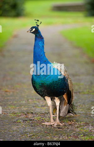 Peacock stanbirdding Foto Stock