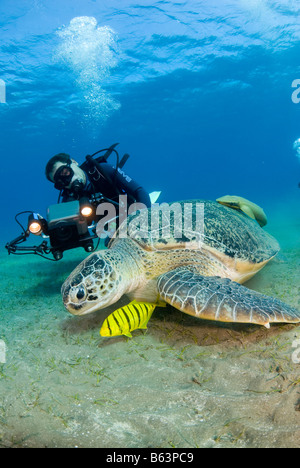 Tartaruga Verde, Chelonia Mydas, alimentando sul mare di erba. Foto Stock