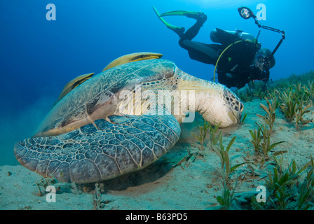 Tartaruga Verde, Chelonia Mydas, alimentando sul mare di erba. Foto Stock