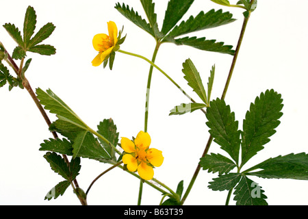 Cinquefoil Potentilla reptans Foto Stock