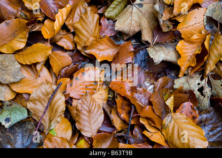 Foglie a Hardcastle Crags in autunno Foto Stock