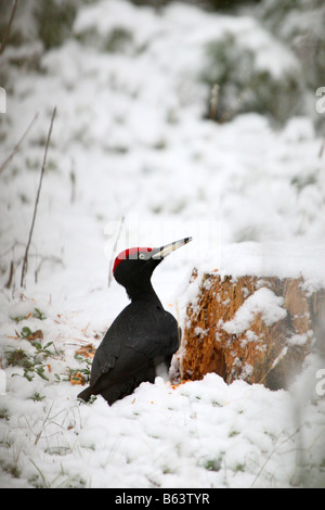 Picchio nero (Dryocopus martius) distruggendo il ceppo di albero mentre è in corso la ricerca di insetti. Foto Stock