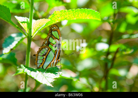 Malachite perlato Foto Stock