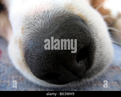 Una ripresa macro di un cane beagle del naso Foto Stock