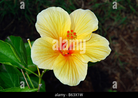 Close-up di ibisco giallo, India Foto Stock