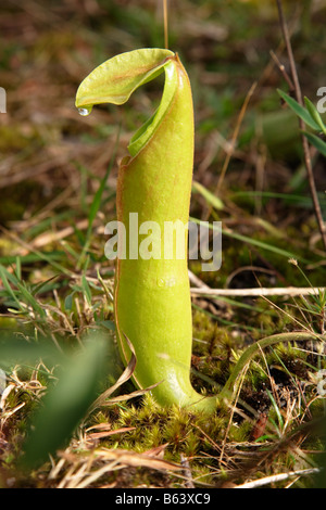 Pianta brocca (Nepenthes, forse mirabilis?) sul Bolaven Plateau, Champasak, Laos Foto Stock